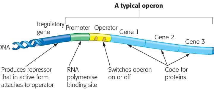 Un operon clásico